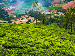 Nilgiri Farm House